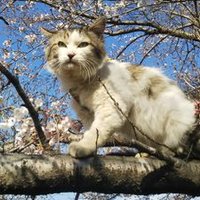 nttkusomodayo (@nttkosomodayo) 's Twitter Profile Photo nttkusomodayo (@nttkosomodayo) 's Twitter Profile Photo
