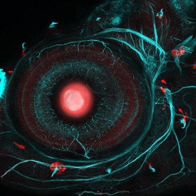 A 4-year PhD programme at UCL, funded by Wellcome, training students to use the latest optical tools to address fundamental problems in biology.