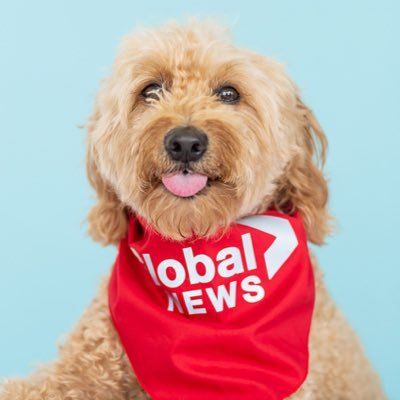 I'm @AnthonyFarnell's famous weather dog from Global News. Stay tuned to see where I'll pop up next.