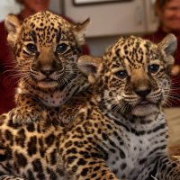 Memphis Zoo Babies(@MZoobabies) 's Twitter Profile Photo