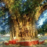 Raj kumar Tiwari (@rajkuma81581443) 's Twitter Profile