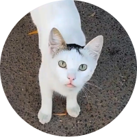 I feed stray cats everyday follow to support me(@catskingdomorg) 's Twitter Profile Photo