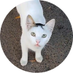 I feed stray cats everyday follow to support me (@catskingdomorg) Twitter profile photo I feed stray cats everyday follow to support me (@catskingdomorg) Twitter profile photo