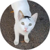 I feed stray cats everyday follow to support me (@catskingdomorg) Twitter profile photo