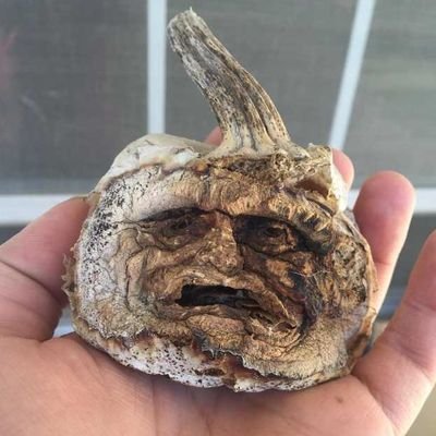 _salamiwilliams's profile picture. don't