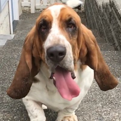 Brother Jev Profile