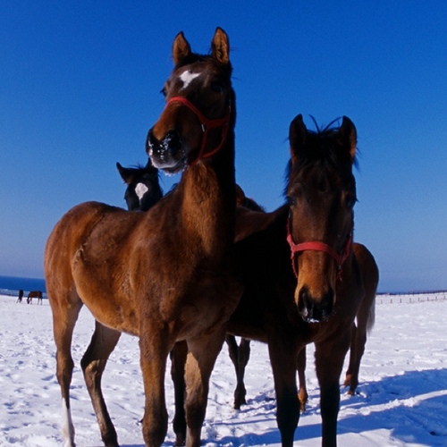 40代、会社員。嫁、幼稚園児の息子と3人家族です。趣味は競馬。基本は単複買いです。目標は年間収支100%超。思い出の馬はトウカイテイオー。レース予想、回顧等を気ままにつぶやきます。競馬ファンの皆様、よろしくお願いします。