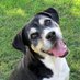 Animal Assisted Play Therapy (R) AAPT (@assisted_r) Twitter profile photo