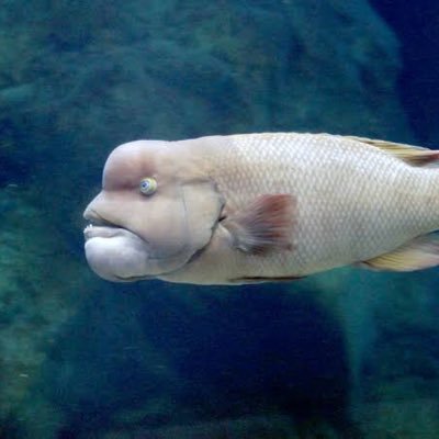 コブダイ Na Cobudai Twitter コブダイ Na Cobudai Twitter