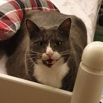 INFP-T - the T means twat

(In)famous harasser of UK streamers, https://t.co/IHZlOUl9Gv moderator, cat person and collector of grey plastic. Opinions are my own
