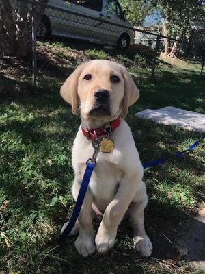 hi friends!! my name is farina and I'm training to be seeing eye dog when I grow up!