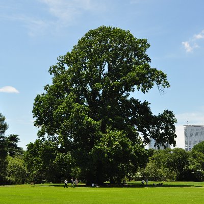 「（一財）国民公園協会新宿御苑」の公式アカウントです。新宿御苑のイベントや開花情報など園内の最新ニュースをお届けします。皆様のご来園をお待ちしております！＊リプライ等には対応しておりませんのでご了承下さい。Shinjuku gyoen national garden ＊サービス情報→@SG_service_kyo