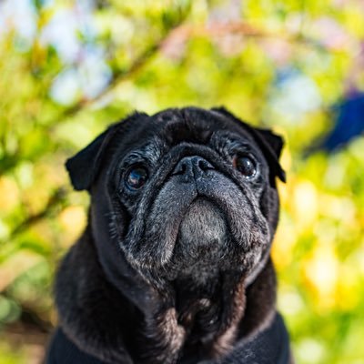 a pug from Minnesota. 2/12/09-3/07/21 🌈 Instagram @kirbypug