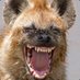 Dima (@wanted_hyena) Twitter profile photo Dima (@wanted_hyena) Twitter profile photo