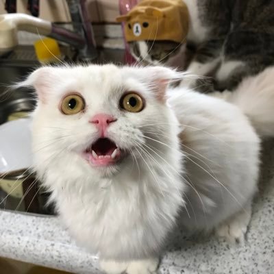 actさんのプロフィール画像