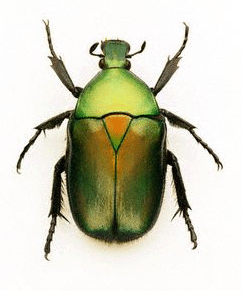 BugGuide's profile picture. A comprehensive BugGuide appeasing your phylum inquisitioning.