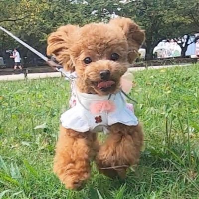 トイプードルのコロン Colon Toypoodle Twitter