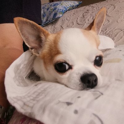 僕はキチです😆🎵🎵
🐕好きの人のフォローを待ってます🐶