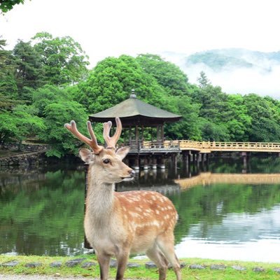 〜世界に誇れる奈良公園を目指して〜 奈良公園の楽しい話題や耳寄り情報を発信します。 歴史と自然美あふれる奈良公園に是非おこし下さい。