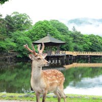 奈良公園-Nara Park【公式】(@narapark0214) 's Twitter Profile Photo