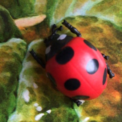 nanaho4_10tou's profile picture. 3歳と1歳の兄弟のママです。昆虫にハマった息子に昆虫の入浴剤を購入したら、毎回ナナホシテントウが出ます。ナナホシテントウに愛されてます。災害時に必要だろうと思い登録しました。Twitter初心者ですが、よろしくお願いします。🐞