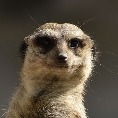 suricatimon's profile picture. 🕹 Mi pasión son los videojuegos, leer, el cine y las series 📺