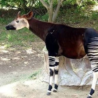 kjifhiwfhwwifiq's profile picture. 