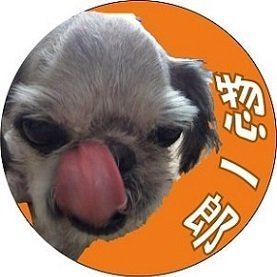 Kyoko 狆ころ髪飾り 犬リボン 犬リボン作り方 犬リボンゴム 犬リボンペーパー 犬髪飾り 犬髪留め 犬ちょんまげ 犬用リボン手作り 犬リボンダイソー 子犬リボン 犬用ヘアアクセ作り方 犬用髪留め 犬のリボンの作り方 ちょんまげ犬 T Kyoko 狆ころ髪飾り 犬リボン 犬リボン作り方 犬リボンゴム 犬リボンペーパー 犬髪飾り 犬髪留め 犬ちょんまげ 犬用リボン手作り 犬リボンダイソー 子犬リボン 犬用ヘアアクセ作り方 犬用髪留め 犬のリボンの作り方 ちょんまげ犬 T