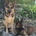 German Shepherd Lore (@gsdlore) Twitter profile photo German Shepherd Lore (@gsdlore) Twitter profile photo
