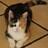 susankilkenny's profile image