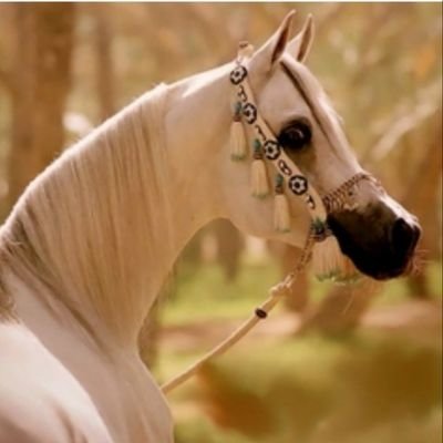 رَبِّ اغْفِرْ لِي وَلِوَالِدَيَّ
رَّبِّ ارْحَمْهُمَا كَمَا رَبَّيَانِي صَغِيرًا
