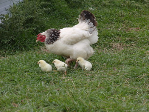 Berkshire based Poultry breeder and supplier. Chickens, Ducks, Guinea Fowl, Peafowl and Geese. Find us Inst: mother_hens_poultry Facebook - Mother Hen’s Poultry