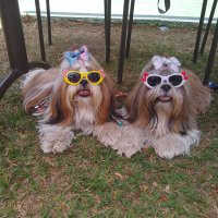 Flôr e Bella(@FlorBellaDogs) 's Twitter Profile Photo