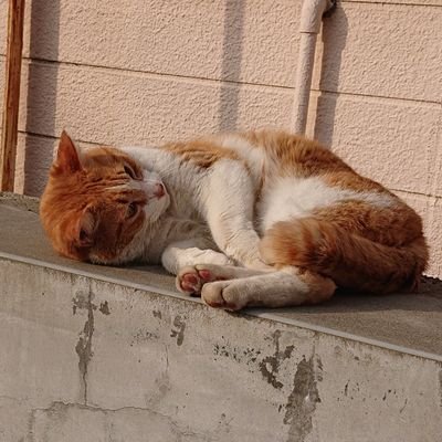 ついてけない Profile
