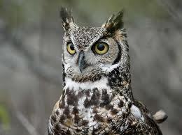 DelmarOwl Profile Picture