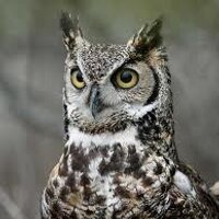 mb (@delmarowl) 's Twitter Profile Photo