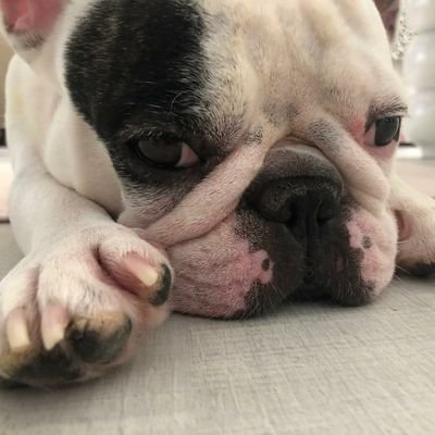 Bluemind71's profile picture. German&English Teacher/ Hacettepe Uni
Bulldog&Animal lover/
Human Hater😅😂🤣