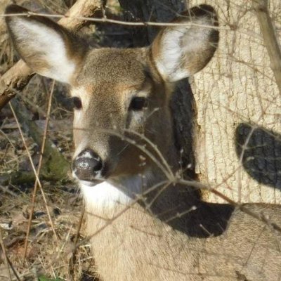 SharesSteem's profile picture. remlaps and remlaps-lite on Steem sites like https://t.co/8dtwX8VGBz.