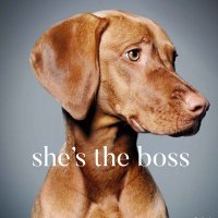 XLVets Pets (@xlvetspets) 's Twitter Profile