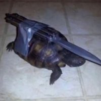 TurtleKnife(@TurtleKnife16) 's Twitter Profile Photo