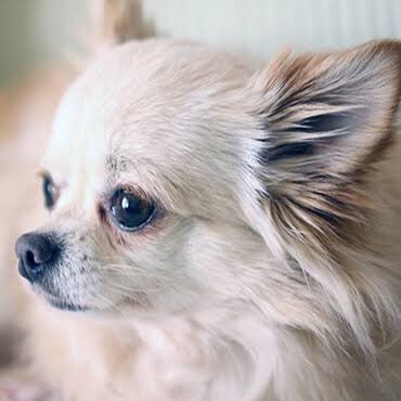 人が好き！犬、猫、花、空も好きです😊 皆さんの幸せが私の幸せ！何時も優しく包み込んでくれてありがとう(⁎ᴗ͈ˬᴗ͈⁎)私はここにいます❤ﾈｶﾞﾃｨﾌｼﾝｷﾝｸ強めにつき不快な思いや失礼があったらお許し下さいｺﾞﾒﾝﾅｻｲ#本垢
 #ｻﾌﾞ/非常時垢@nmmy0455
#おしりり