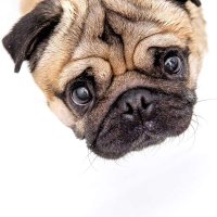 Maurice the Pug(@Maurice_the_Pug) 's Twitter Profile Photo