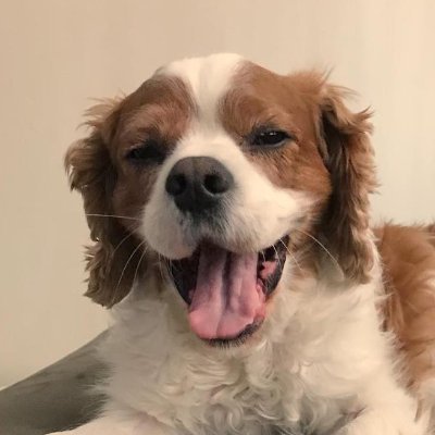 danzetaylor's profile picture. Writer. Baseball fan. King Charles Cavalier enthusiast. (He/Him/His)