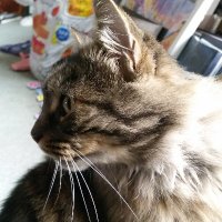 daisy cat(@cat_daisy) 's Twitter Profile Photo