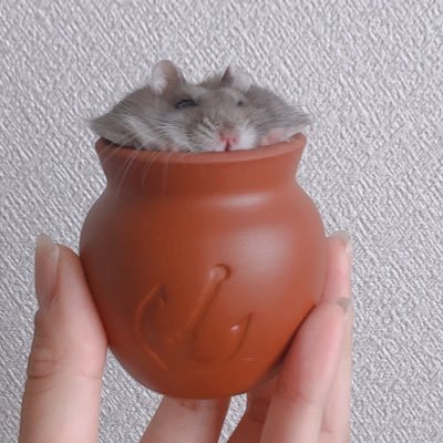 ハムスターを2匹飼っておりました