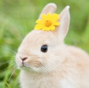 유네쓰 아카이브🐰さんのプロフィール画像