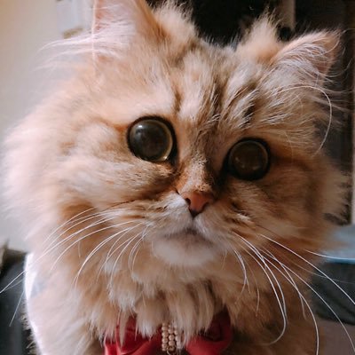 Charles20150418's profile picture. ペルシャチンチラゴールデン♀猫ちゃん愛好家のアカウントです✨猫好きさんも応援してます✨ #愛猫と一緒の暮らし #ペルシャ