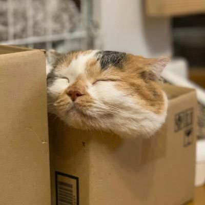 ★ココ♀8歳 ★くー♂8歳 ★ロイ♂8歳 ★コット♂8歳★ぼん♂7歳★まる君♂7歳★マルシェ♀3歳 かわいい我が家の2女5男 ●かにさんズにゃみりー預りボラ●アメブロやってます!