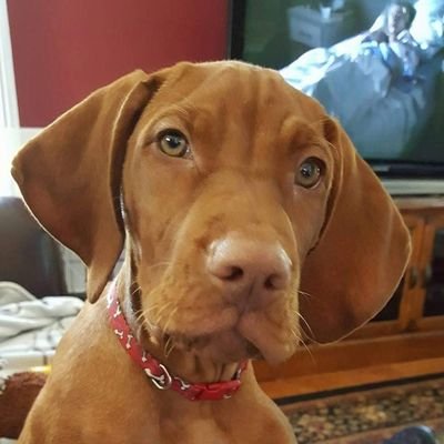 kplonsk's profile picture. Married, Social Worker and Caregiver. Most of the time I like animals way more than people. #Resist 🌊🌊. No DMs beliefs.🐕🐕 ♥️🌈🌊🌍🌱🐳🐝🏳️‍🌈🇺🇸✌️