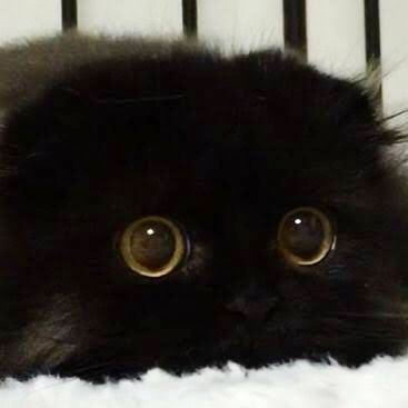 kucingbleki111's profile picture. 